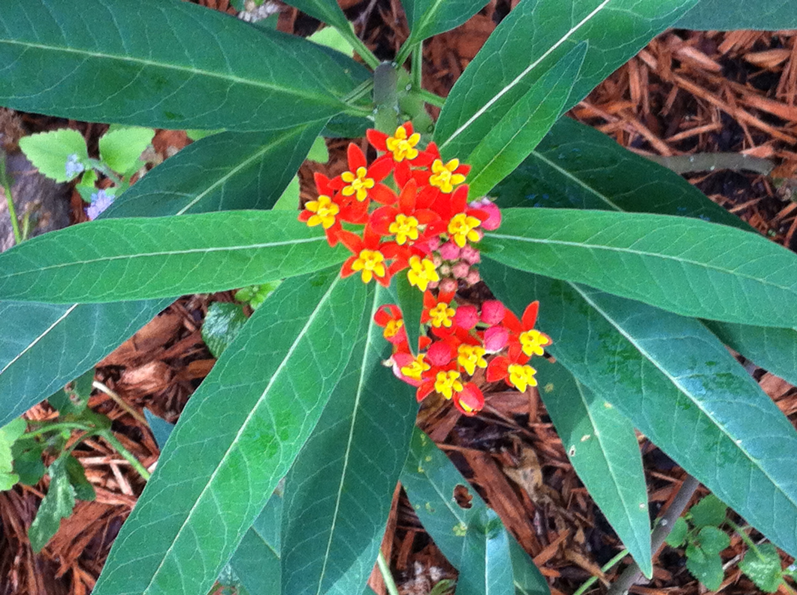 Red and yellow flowers