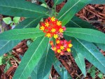Red and yellow flowers