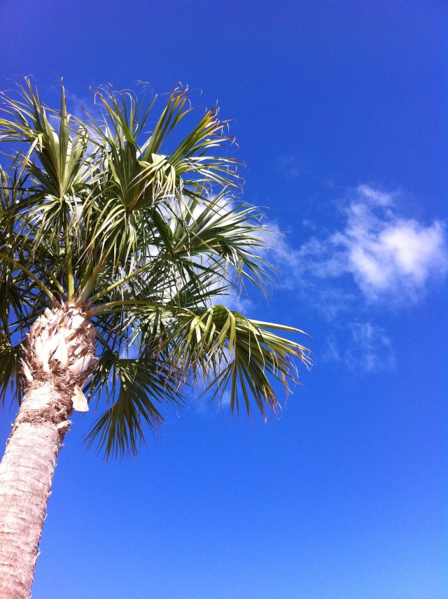 Florida Winter